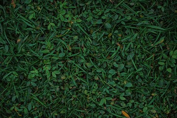 Wall Mural - abstract background featuring detailed summer foliage with green grass and branches