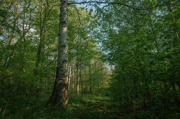 Wall Mural - A tranquil forest setting showcasing a birch tree with distinctive white bark, enveloped by vibrant greenery. Rays of sunlight pierce the canopy, illuminating the woodland ground with a gentle