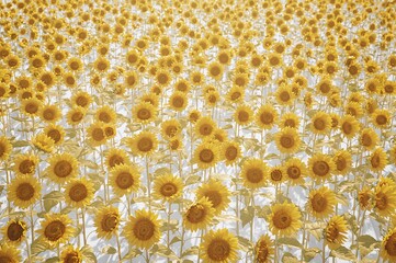 Wall Mural - field of sunflowers against a white backdrop