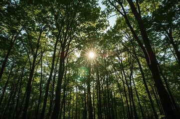 Wall Mural - Sun rays filtering through lush green forest foliage on a bright summer day