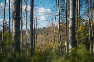 Wall Mural - Background texture featuring slender trees in a summer forest setting