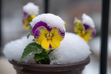 Wall Mural - charming pansy blossoms in yellow and purple hues beneath a blanket of fresh snow during the early s