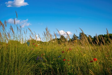Wall Mural - Sunny garden featuring high, wild grass