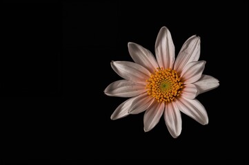 Wall Mural - isolated spring blossom against a dark backdrop