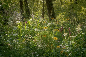 Wall Mural - Spring forest floral face composition