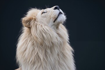 Wall Mural - a majestic large male lion with a thick white mane sits confidently, sniffing the breeze.