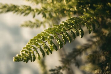 Wall Mural - Close-up of vibrant green Bryophyllum pinnatum foliage with blurred background