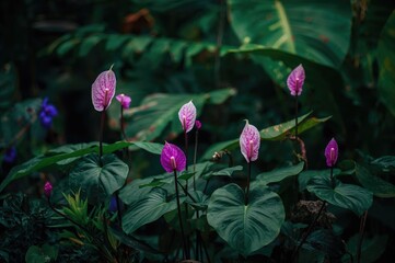 Wall Mural - Anthurium warocqueanum thriving amidst dense rainforest foliage with a soft-focus backdrop