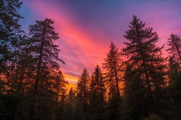 Wall Mural - gorgeous amber twilight above pine tree woods
