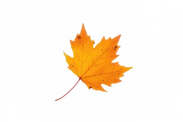 Wall Mural - isolated orange leaf from fall season on a plain backdrop