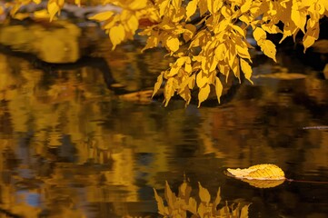 Wall Mural - Background texture of yellow autumn leaves on the ground