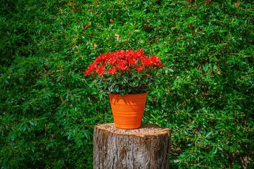 Wall Mural - A red-flowered plant in a pot sitting atop a chopped tree stump near some greenery
