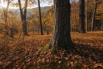 Wall Mural - golden foliage covers the forest floor around sturdy tree trunks in autumn