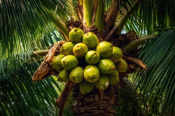 Wall Mural - Close-up of a fresh group of coconuts hanging from the palm