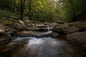 Wall Mural - A peaceful creek meanders softly over polished stones, encircled by dense greenery. Sun rays pierce the foliage, creating speckled light patterns on the water and stones.