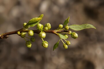 Wall Mural - Detailed view of a walnut twig in the initial phase of spring with fresh green buds and newly sprouted small leaves against a natural backdrop.