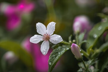 Wall Mural - A blossom reveals its charming appearance following the rain.