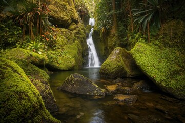 Wall Mural - Green Algae Clinging to Stones Amidst Dense Forest