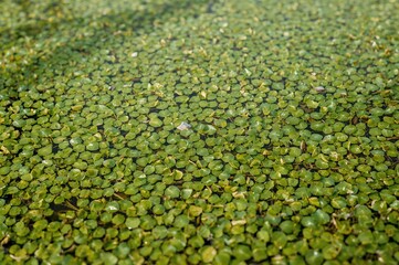 Wall Mural - Detailed shot of a marsh water surface blanketed with duckweed