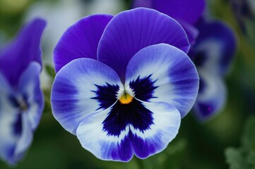 Wall Mural - Detailed macro shot of vivid royal blue and white pansy blossoms with yellow centers and four petals.