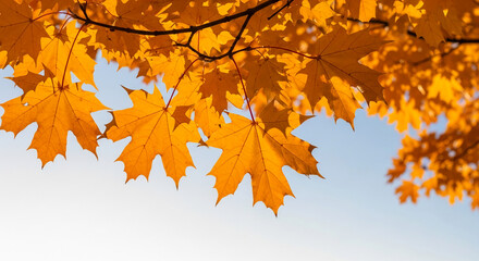 Golden maple leaves against a pale blue sky, showcasing autumnal foliage and natural beauty, ideal for seasonal designs or nature-themed projects