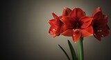 Close up of a red amaryllis flower in bloom with warm backlit glow, symbolizing beauty and growth, for garden and floral design.