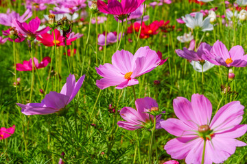 Wall Mural - Beautiful pink cosmos flowers blooming in garden,spring season.