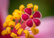 © Putri - Pollen Grains on Tropical Flower Stigma