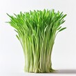 © cortado - Fresh green wheatgrass sprouts on a white background, showcasing vibrant color and healthy growth.