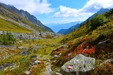 Red colored Vaccinium shrubs at a mountain meadow at Hintereggengraben alpine valley in Reisseck group and Ankogel group of High Tauern in Central eastern alps, Carinthia, Austria