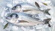 © Zoran - Two fresh, whole fish, a light gray color, rest atop a bed of ice cubes.