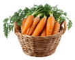 © Alice a. - Fresh harvest of healthy orange carrot vegetable in wicker basket. This wholesome organic food with green leaf perfect raw ingredient for nutritious diet