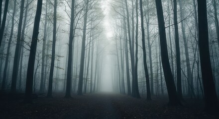  Mystical shrouded forest path inviting introspection and a sense of quiet exploration
