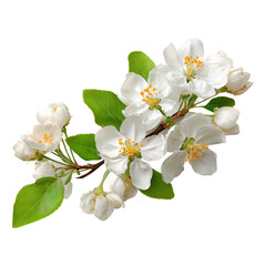 beautiful apple tree blossoms with white flowers and buds on branch isolated on white background. sp