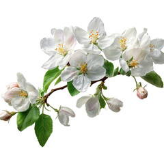 Beautiful apple tree blossoms with white flowers and buds on branch isolated on white background. Springtime floral nature close-up for design and decor.