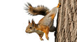 © SnapNest - Squirrel hanging on tree trunk isolated PNG with Transparent Background