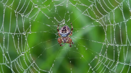 A colorful spider rests in a delicate web laden with water droplets, with a soft green background