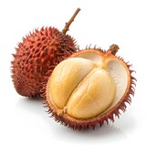 Salacca Zalacca var. Major Wild Salak Robust Snake Fruit with Strong Bold Scales and Tropical Intensity on Bright White Background for Premium Exotic Still Life Photography