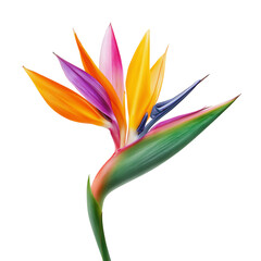 Wall Mural - Bird of paradise flower