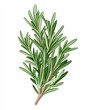 © Espresso - A vibrant green sprig of rosemary, showcasing its aromatic leaves, perfect for culinary use or herbal remedies.
