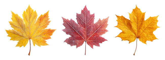 Wall Mural - Three colorful maple leaves in yellow, red and orange autumn colors, isolated on transparent background