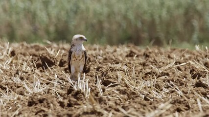 Wall Mural - Short-toed Snake Eagle standing in a freshly plowed field, waiting to catch voles.