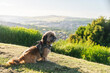 © Iryna - Dog enjoys a scenic view from a green hilltop during a sunny afternoon in the countryside