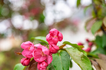 Wall Mural - Fresh pink flowers of a blossoming apple tree with blured background