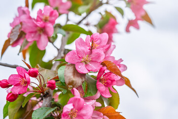Wall Mural - Fresh pink flowers of a blossoming apple tree with blured background