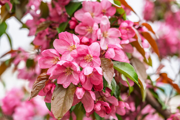 Wall Mural - Fresh pink flowers of a blossoming apple tree with blured background