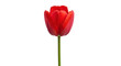 © Percival - Isolated bright red tulip flower on a long green stem in an upright format, studio shot