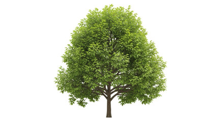 isolated deciduous tree with green foliage, summertime nature imagery for design and compositing