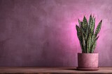 Potted snake plant on wooden surface, against a textured, mauve wall, illuminated by pink light
