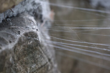 spider in the net